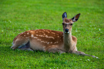 芝生で遊ぶ子鹿