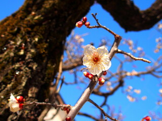 冬に開花した白梅一輪と青空