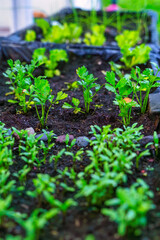 Young Green Plants Growing in a Garden Bed