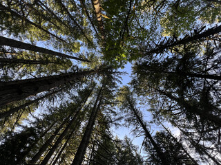 Trees In Oregon Forest