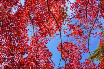 青空バックに見あげる真っ赤に染まったモミジの紅葉情景
