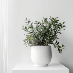 Obraz premium Elegant Indoor Plant in Minimalist White Pot on White Table against Soft Light Background