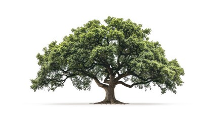 Fototapeta premium A Lush Tree Isolated Against a White Background