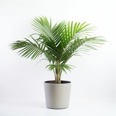 Fototapeta premium Potted Green Palm Plant on White Background - Perfect for Home and Office Decor
