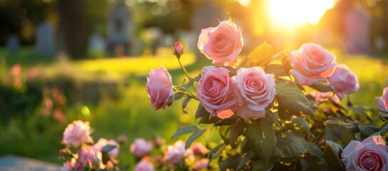 Pink roses on the tombstone