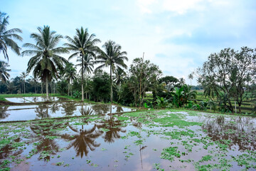 Obraz premium Landscape of agriculture in indonesian village with rice field and coconut trees under clear blue sky