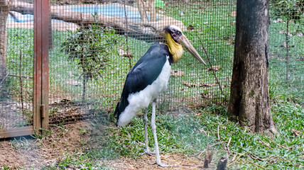Lesser adjutant (Leptoptilos javanicus) or known as Bangau Tongtong in Indonesia