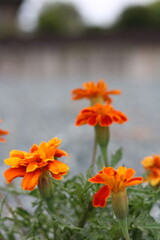 Bright orange flowers