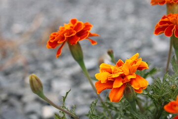 Bright orange marigold flowers