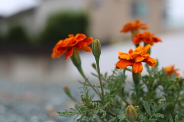 Orange marigold flowers