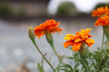 Orange marigold flowers and green bud