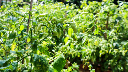 Chilli on the plant, home farming concept