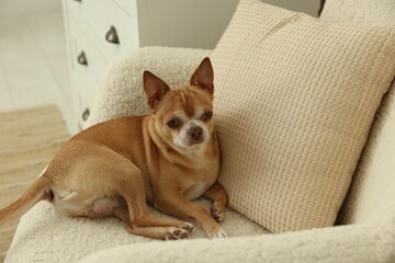 Cute Chihuahua dog lying on armchair at home