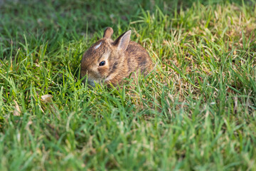 Rabbit sitting on the green lawn
