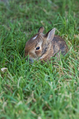 Rabbit sitting on the green lawn
