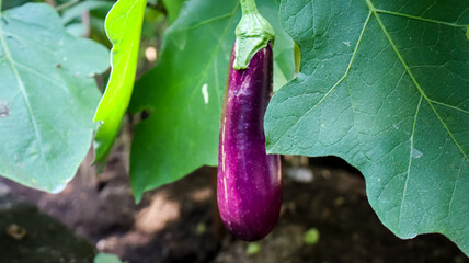 Eggplant hanging on the plant growing in a greenhouse, home farming concep