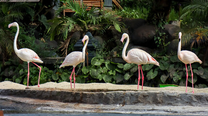Group of flamingo in the zoo