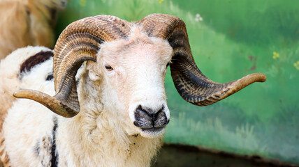 Portrait head of goat with uniq horn