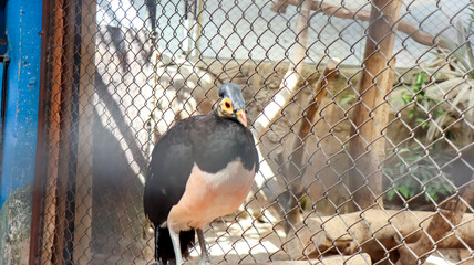 Maleo, the Indonesian endemic bird in a cage