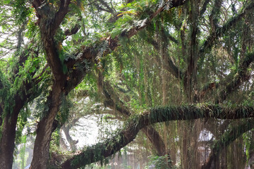 Old and large tree with beautiful branch and green leaves in the conservation national park