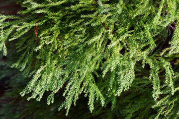 美しい緑の杉の葉01