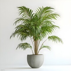 Fototapeta premium Green Palm Tree in a Grey Pot Against a White Wall.