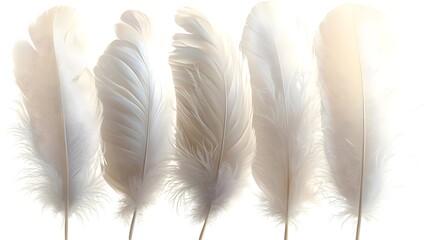 White Feathers on White Background.