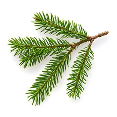 Photo of Lush Green Fir or Spruce Branch on Isolated White Background