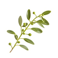 Obraz premium Photo of Mistletoe Sprig with Green Leaves and Berries on White Background
