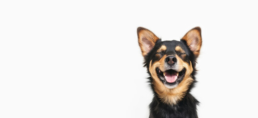 Fototapeta premium Close-up of a happy dog smiling