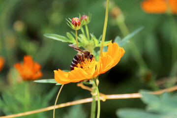 close-up photo of beautiful kenikir flowers, called cosmos in Latin, being infested by bees in the garden during the day