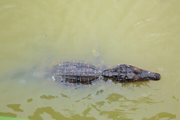 Caiman in murky water with rugged scales