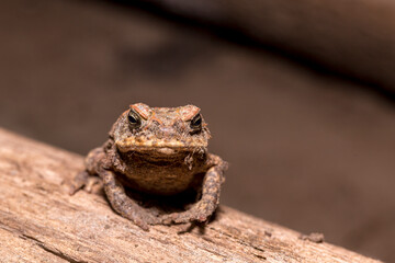 Amazonian Toad on Log