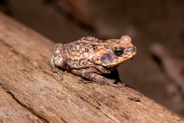 Amazonian Toad on Log