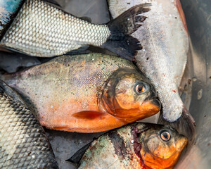 Caught Amazonian Piranhas