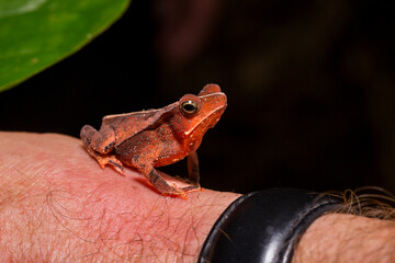 Small Frog on Leaf in Amazon Rainforest