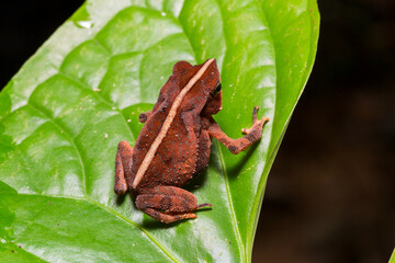 Naklejka premium Small Frog on Leaf in Amazon Rainforest