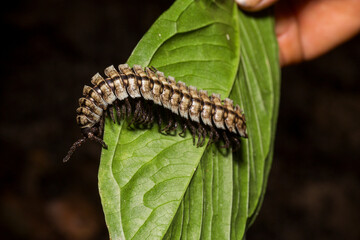 Centipede on jungle leaf in nature