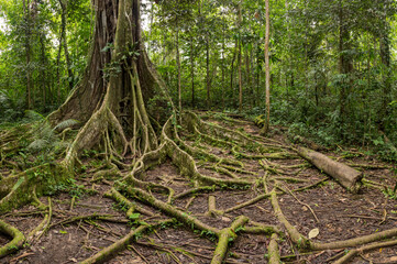 Ancient tree roots in tropical forest.
