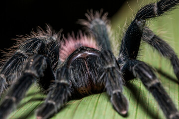 Tarantula on Leaf in Amazon Rainforest