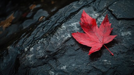 A single, vibrant red leaf resting on a dark, wet rock, capturing the essence of a moody autumn day.