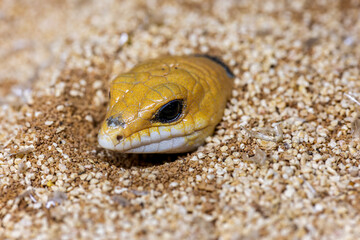 ピーターズバンデッドスキンク