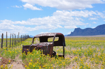 Abandoned rusty classic car chassis cab with bullet holes in desert near a fence overgrown with wildflowers