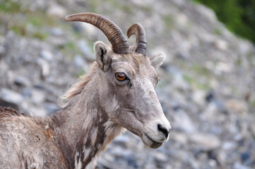 Horned goat ram sheep mountain goat yellow eyes