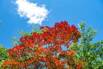 Majestic Trees Under a Blue Sky: A Serene Nature Landscape