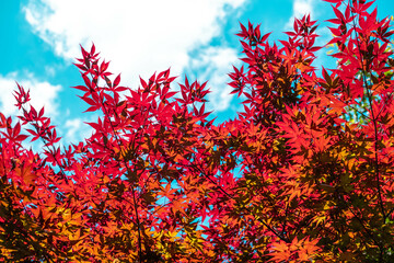 Majestic Trees Under a Blue Sky: A Serene Nature Landscape