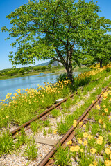 Fototapeta premium Vibrant Marigolds by the Tranquil Lake and Railway