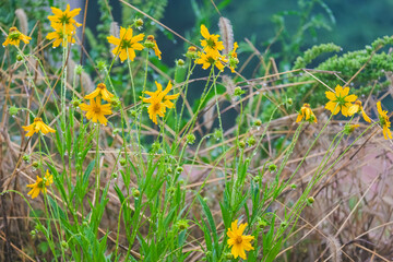 Vibrant Wildflowers on a Rainy Day: A Beautiful Nature Scene