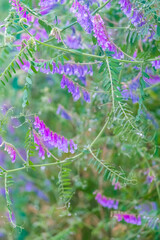 Vibrant Wildflowers on a Rainy Day: A Beautiful Nature Scene