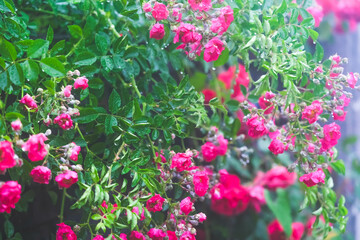 Vibrant Wildflowers on a Rainy Day: A Beautiful Nature Scene
